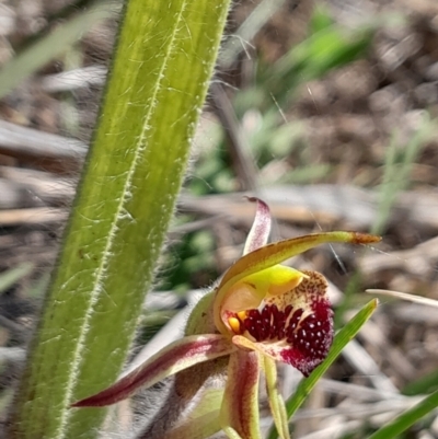Caladenia actensis (Canberra Spider Orchid) at Majura, ACT - 16 Sep 2023 by Venture