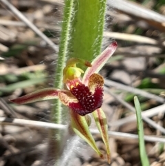 Caladenia actensis at suppressed - 16 Sep 2023