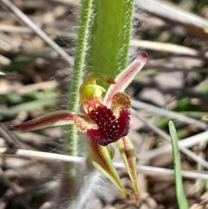 Caladenia actensis at suppressed - 16 Sep 2023