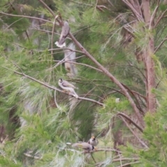 Manorina melanocephala at Isabella Plains, ACT - 14 Oct 2023