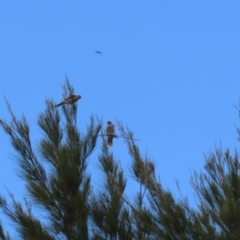 Manorina melanocephala at Isabella Plains, ACT - 14 Oct 2023