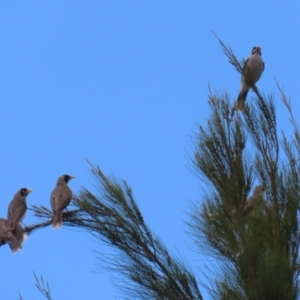 Manorina melanocephala at Isabella Plains, ACT - 14 Oct 2023