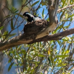 Grallina cyanoleuca (Magpie-lark) at Sydney, NSW - 14 Oct 2023 by Darcy