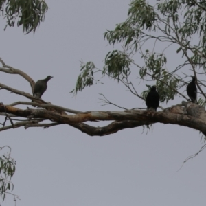 Gymnorhina tibicen at Isabella Plains, ACT - 14 Oct 2023 11:23 AM