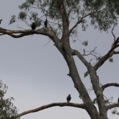 Gymnorhina tibicen at Isabella Plains, ACT - 14 Oct 2023