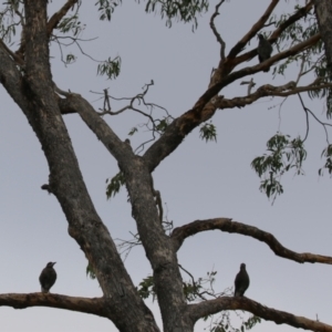 Gymnorhina tibicen at Isabella Plains, ACT - 14 Oct 2023