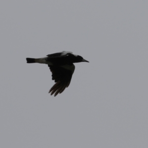 Gymnorhina tibicen at Isabella Plains, ACT - 14 Oct 2023