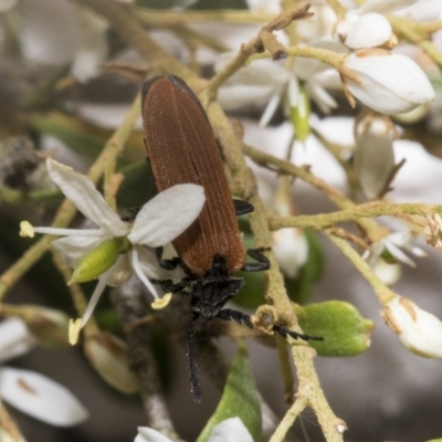 Porrostoma rhipidium (Long-nosed Lycid (Net-winged) beetle) at Belconnen, ACT - 25 Jan 2023 by AlisonMilton