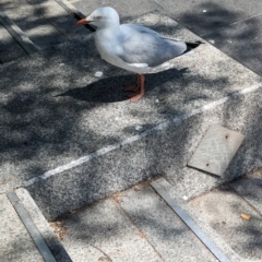 Chroicocephalus novaehollandiae (Silver Gull) at Sydney, NSW - 14 Oct 2023 by Darcy