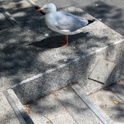 Chroicocephalus novaehollandiae (Silver Gull) at Sydney, NSW - 14 Oct 2023 by Darcy