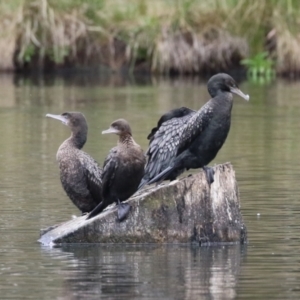 Phalacrocorax sulcirostris at Isabella Plains, ACT - 14 Oct 2023