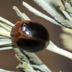 Dicranosterna immaculata (Acacia leaf beetle) at Belconnen, ACT - 25 Jan 2023 by AlisonMilton