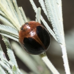 Dicranosterna immaculata at Belconnen, ACT - 25 Jan 2023