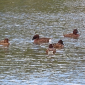 Aythya australis at Isabella Plains, ACT - 14 Oct 2023