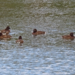 Aythya australis at Isabella Plains, ACT - 14 Oct 2023