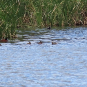 Oxyura australis at Isabella Plains, ACT - 14 Oct 2023