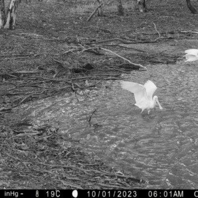 Platalea flavipes (Yellow-billed Spoonbill) at Fentons Creek, VIC - 30 Sep 2023 by KL