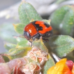 Ditropidus sp. (genus) (Leaf beetle) at Endeavour Reserve (Bombala) - 11 Oct 2023 by Harrisi