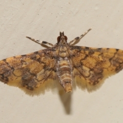 Metasia tiasalis (A Crambid moth (Spilomelinae)) at Wellington Point, QLD - 14 Oct 2023 by TimL