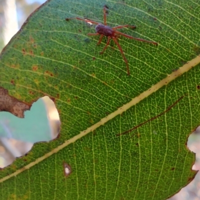 Unidentified Mite and Tick (Acarina) at Surf Beach, NSW - 14 Oct 2023 by LyndalT