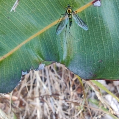 Heteropsilopus sp. (genus) - 1 Jan 1900 by LyndalT