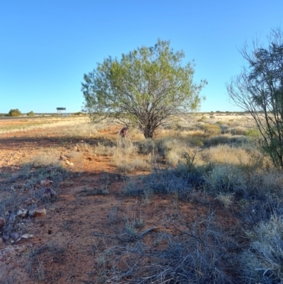 Eremophila bignoniiflora at Eromanga, QLD - 27 Jul 2023 by LyndalT