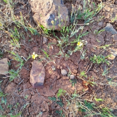 Goodenia fascicularis at Eromanga, QLD - 27 Jul 2023 by LyndalT