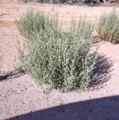 Pterocaulon sphacelatum (Applebush) at Bourke, NSW - 24 Jul 2023 by LyndalT