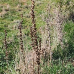 Unverified Plant at Tuggeranong, ACT - 15 Oct 2023 by LPadg