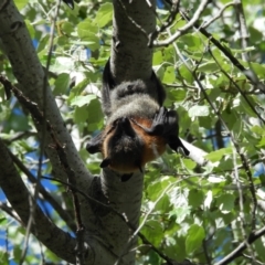 Pteropus poliocephalus (Grey-headed Flying-fox) at Umbagong District Park - 14 Oct 2023 by LD12