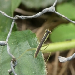 Orthodera ministralis at Mongarlowe River - 14 Oct 2023 by arjay