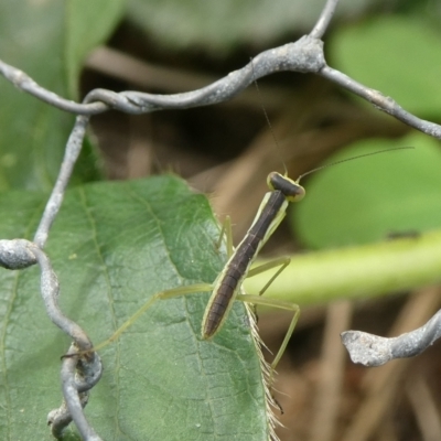 Orthodera ministralis at Mongarlowe River - 14 Oct 2023 by arjay