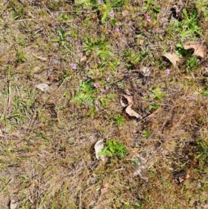 Erodium brachycarpum at Tuggeranong, ACT - 15 Oct 2023 10:06 AM