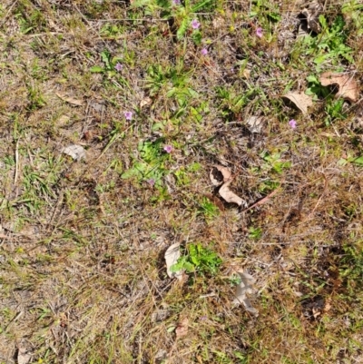 Erodium brachycarpum (Heronsbill) at Tuggeranong, ACT - 14 Oct 2023 by LPadg