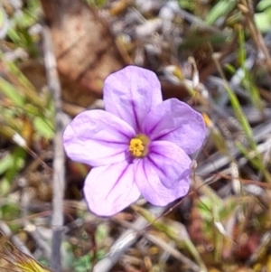 Erodium brachycarpum at Tuggeranong, ACT - 15 Oct 2023