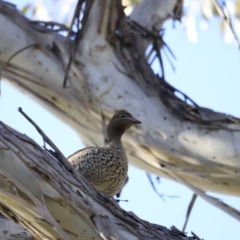 Chenonetta jubata (Australian Wood Duck) at Yarralumla, ACT - 15 Oct 2023 by JimL