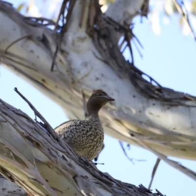 Chenonetta jubata (Australian Wood Duck) at Yarralumla, ACT - 14 Oct 2023 by JimL