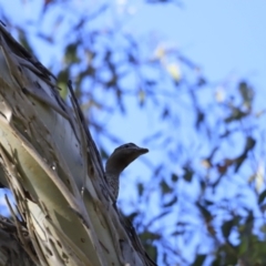 Chenonetta jubata at Yarralumla, ACT - 15 Oct 2023