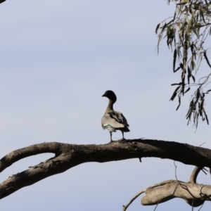 Chenonetta jubata at Yarralumla, ACT - 15 Oct 2023