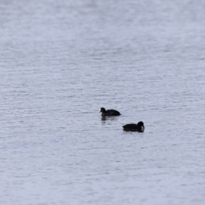 Fulica atra at Yarralumla, ACT - 15 Oct 2023 08:49 AM