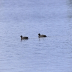 Fulica atra at Yarralumla, ACT - 15 Oct 2023 08:49 AM