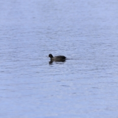 Fulica atra at Yarralumla, ACT - 15 Oct 2023 08:49 AM