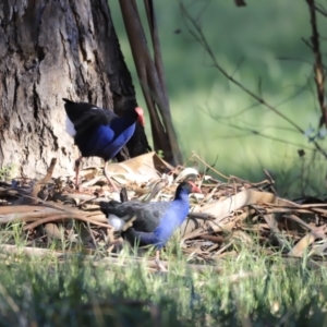 Porphyrio melanotus at Yarralumla, ACT - 15 Oct 2023 08:36 AM