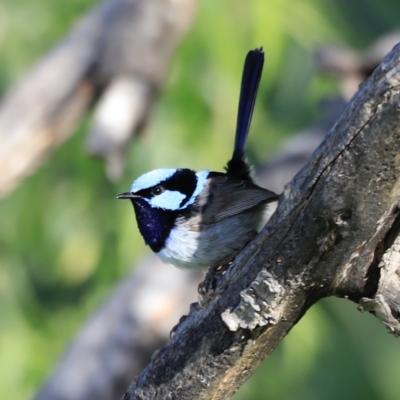 Malurus cyaneus (Superb Fairywren) at Yarralumla, ACT - 14 Oct 2023 by JimL