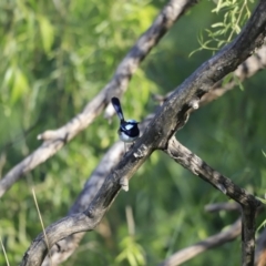 Malurus cyaneus at Yarralumla, ACT - 15 Oct 2023