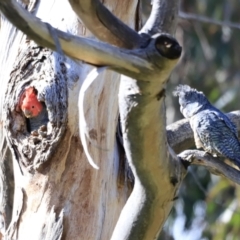 Callocephalon fimbriatum (Gang-gang Cockatoo) at Canberra Central, ACT - 14 Oct 2023 by JimL