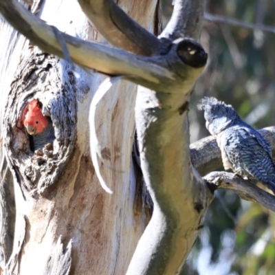 Callocephalon fimbriatum (Gang-gang Cockatoo) at Canberra Central, ACT - 14 Oct 2023 by JimL