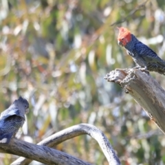 Callocephalon fimbriatum at Canberra Central, ACT - 15 Oct 2023