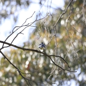 Grallina cyanoleuca at Yarralumla, ACT - 15 Oct 2023