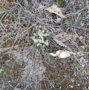 Poranthera microphylla at Tuggeranong, ACT - 15 Oct 2023